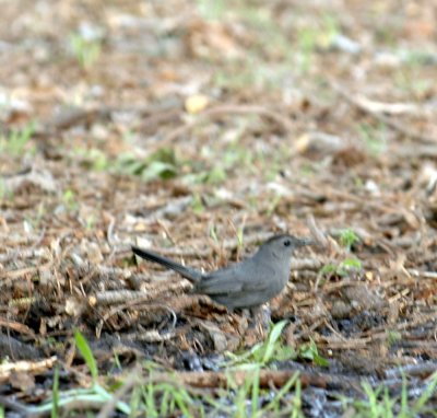 54Neal's 121graycatbird.jpg