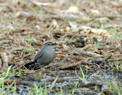 54Neal's 126grayCatbird.jpg