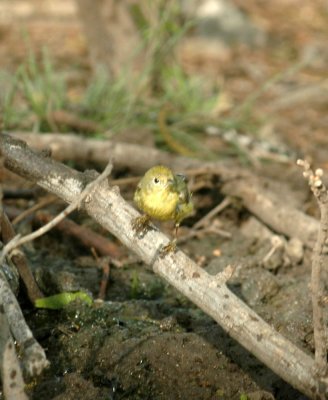 54Neal's 161warbler.jpg