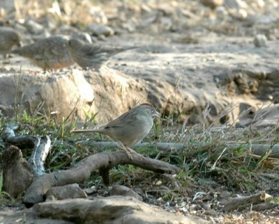 55neal's 044rufous-crownedSparrow.jpg