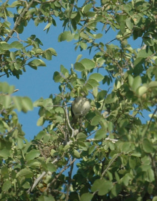 55neal's 059bell'svireo.jpg