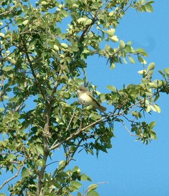 55neal's 063bell'svireo.jpg