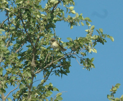 55neal's 064bell'svireo.jpg