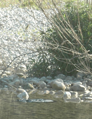 55neal's 069commonyellowthroat.jpg