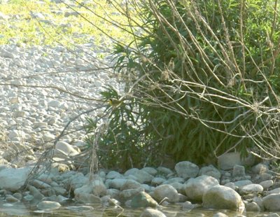 55neal's 076commonyellowthroat.jpg