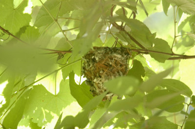 55neal's 088whiteeyedvireo.jpg