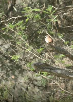 55neal's 126carolinaWren.jpg