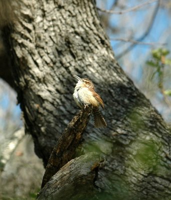 55neal's 130carolinaWren.jpg