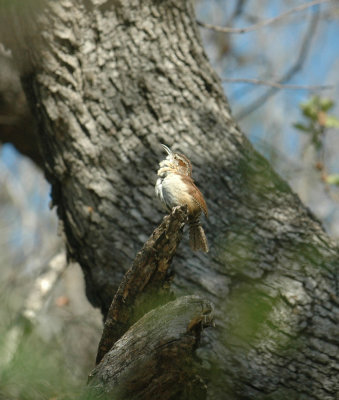 55neal's 132carolinaWren.jpg