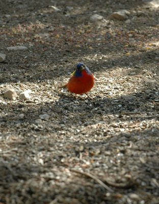 55neal's 171paintedbunting.jpg