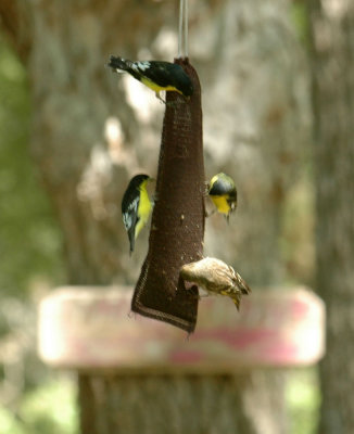 55neal's 225lesserPinesiskin.jpg