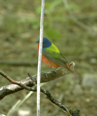 55neal's 229paintedbunting.jpg