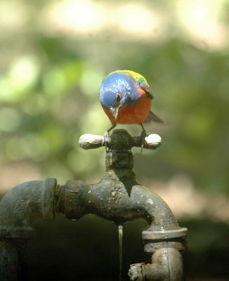 55neal's 231paintedbunting.jpg