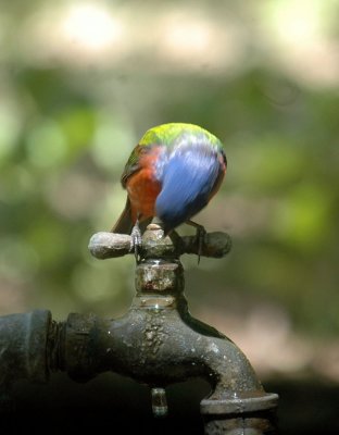 55neal's 236paintedbunting.jpg