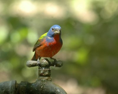 55neal's 238paintedbunting.jpg