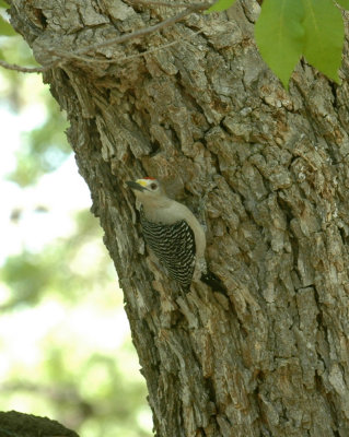 55neal's 248goldenfrontedwoodpecker.jpg