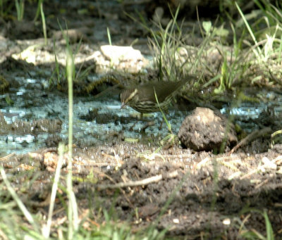 55neal's 284northernwaterthrush.jpg