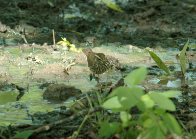 55neal's 286northernwaterthrush.jpg