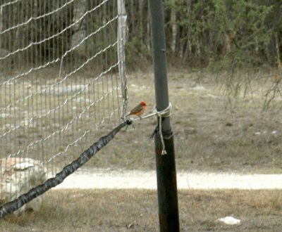 56neal'sTOS 032vermilionflycatcher.jpg