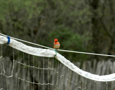 56nealsTOS 035vermilionflycatcher.jpg