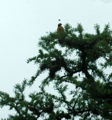 56nealsTOS 085redshoulderedhawk.jpg