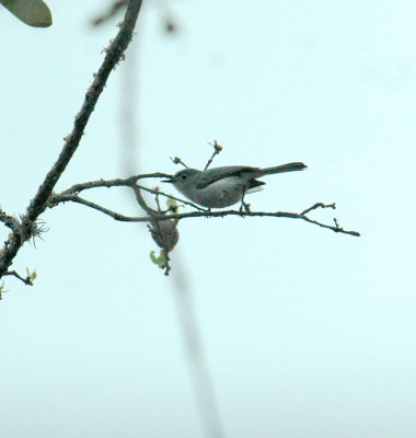 56neal'sTOS 143bluegraygnatcatcher.jpg