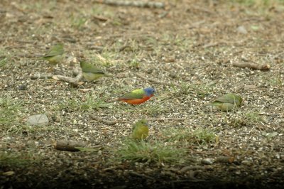 56neal'sTOS 206carpet of buntings.jpg