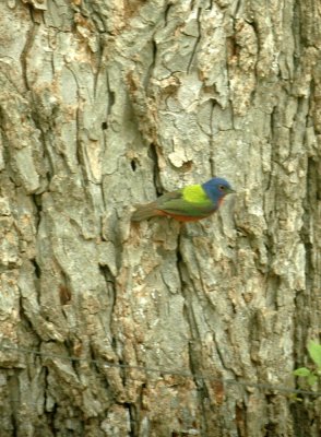 56neal'sTOS 207paintedbunting.jpg