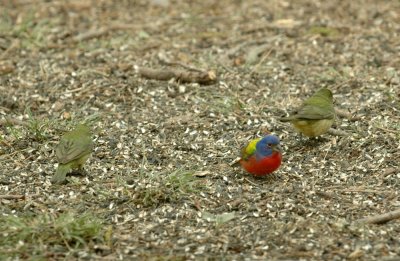 56neal'sTOS 209paintedbunting.jpg