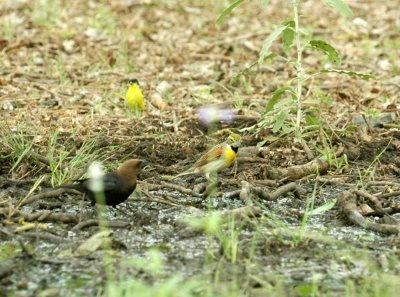 56neal'sTOS 237dickcissel.jpg