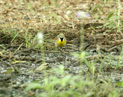 56nealsTOS 244dickcissel.jpg