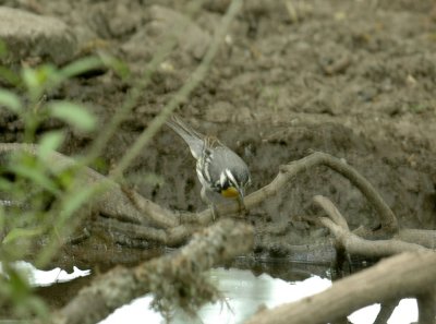 56neal'sTOS 264yellowthroatedwarbler.jpg