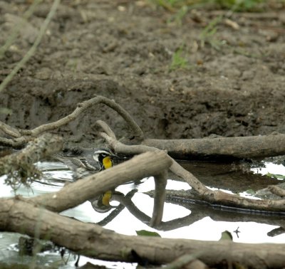 56neal'sTOS 265nicereflection yellowthroatedwarbler.jpg