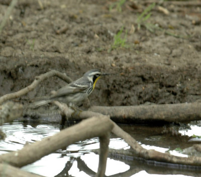 56neal'sTOS 266yellowthroatedwarbler.jpg