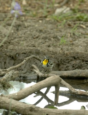 56neal'sTOS 268yellowthroatedwarbler.jpg