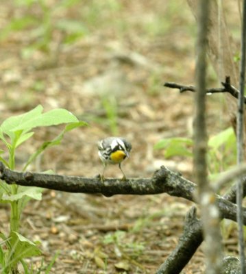 56neal'sTOS 277yellowthroatedwarbler.jpg