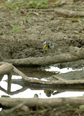 56neal'sTOS 286yellowthroatedwarbler.jpg