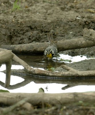 56neal'sTOS 288yellowthroatedwarbler.jpg