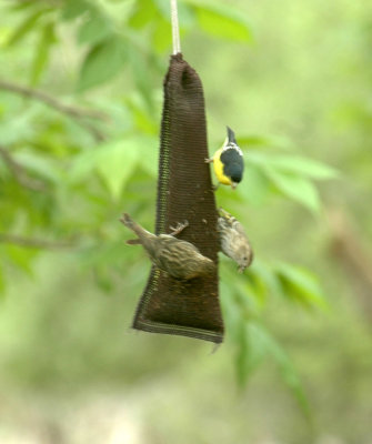 56neal'sTOS 293lesserpinesiskin.jpg