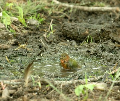 56neal'sTOS 347paintedbunting.jpg