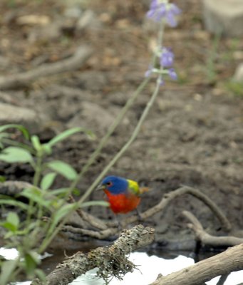 56neal'sTOS 351paintedbunting.jpg