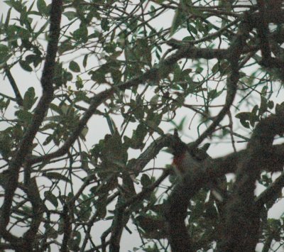 57nealsTOS 001rosebreastedgrosbeak.jpg