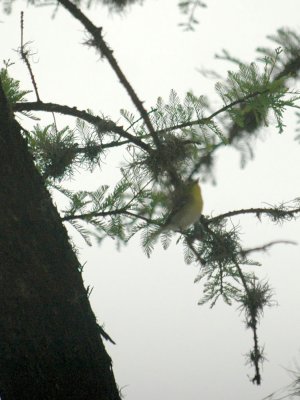 57neal'sTOS 029yellowthroatedvireo.jpg