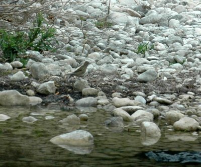 57nealsTOS 066bluegrosbeak.jpg