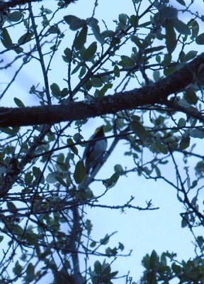 57neal'sTOS 073goldencheekedwarbler.jpg