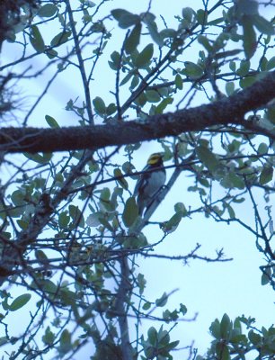 57nealsTOS 074goldencheekedwarbler.jpg