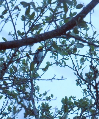 57neal'sTOS 080goldencheekedwarbler.jpg