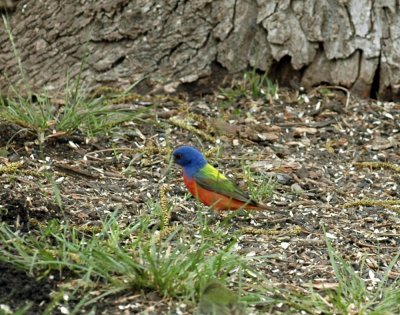 57neal'sTOS 130paintedbunting.jpg