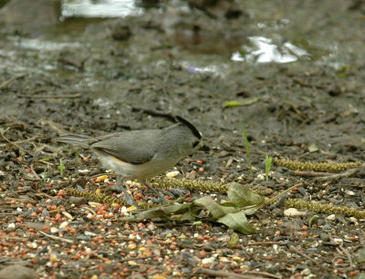 57neal'sTOS 171blackcrestedtitmouse.jpg