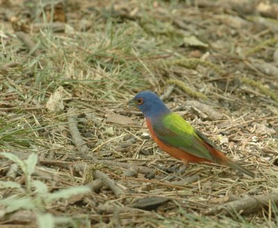 57neal'sTOS 195paintedbunting.jpg